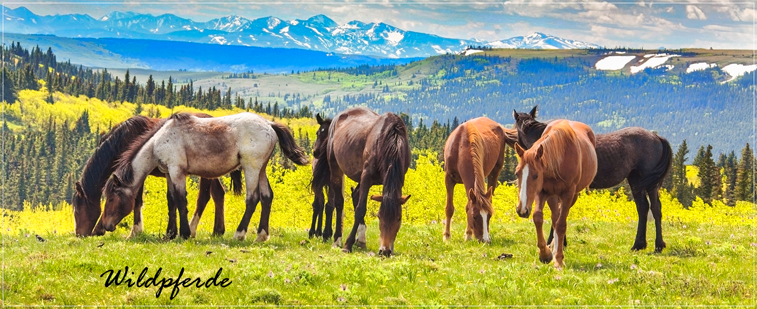 Montana Wildhorses